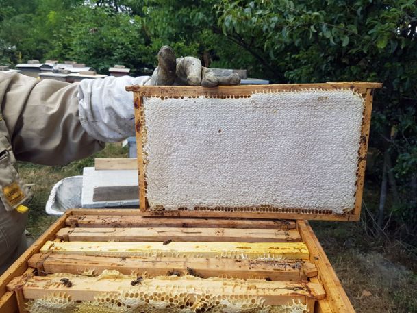 Händler - PLZ 2133 (Österreich) - Honigwabe - BIENENWABE ÖSTERREICH