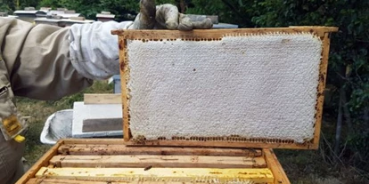 Händler - Wildendürnbach - Honigwabe - BIENENWABE ÖSTERREICH
