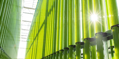Händler - Industrieviertel - ecoduna Algenwelt in NÖ - für nachhaltige und reine Algen als Nahrungsergänzung, Kochzutat und vieles mehr! - Jongerius ecoduna GmbH
