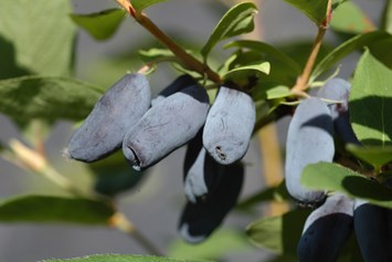 Direktvermarkter: Haskap-Beeren - Fruchtgenuss bereits im Mai - Heidelbeergarten Gosch
