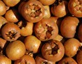 Direktvermarkter: Mispeln - unser Vitaminspender für den Winter - Heidelbeergarten Gosch