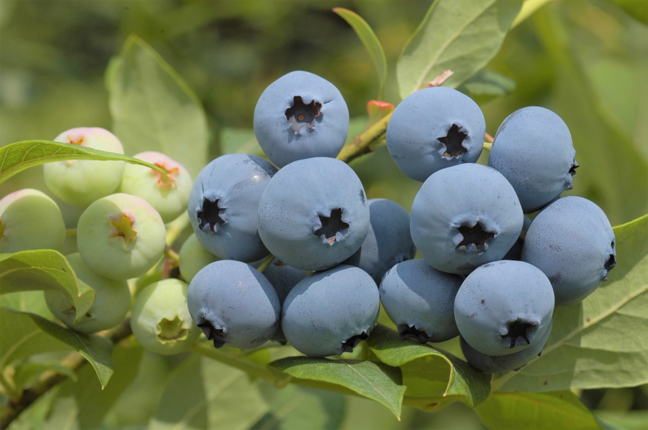 Heidelbeergarten Gosch Produkt-Beispiele Heidelbeeren, erntefrisch