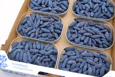Heidelbeergarten Gosch Produkt-Beispiele frische Haskap-Beeren