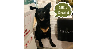Händler - Wien-Stadt Wien - Unser Barhund Dolce freut sich über Eure Bestellungen! - Civediamo Bar