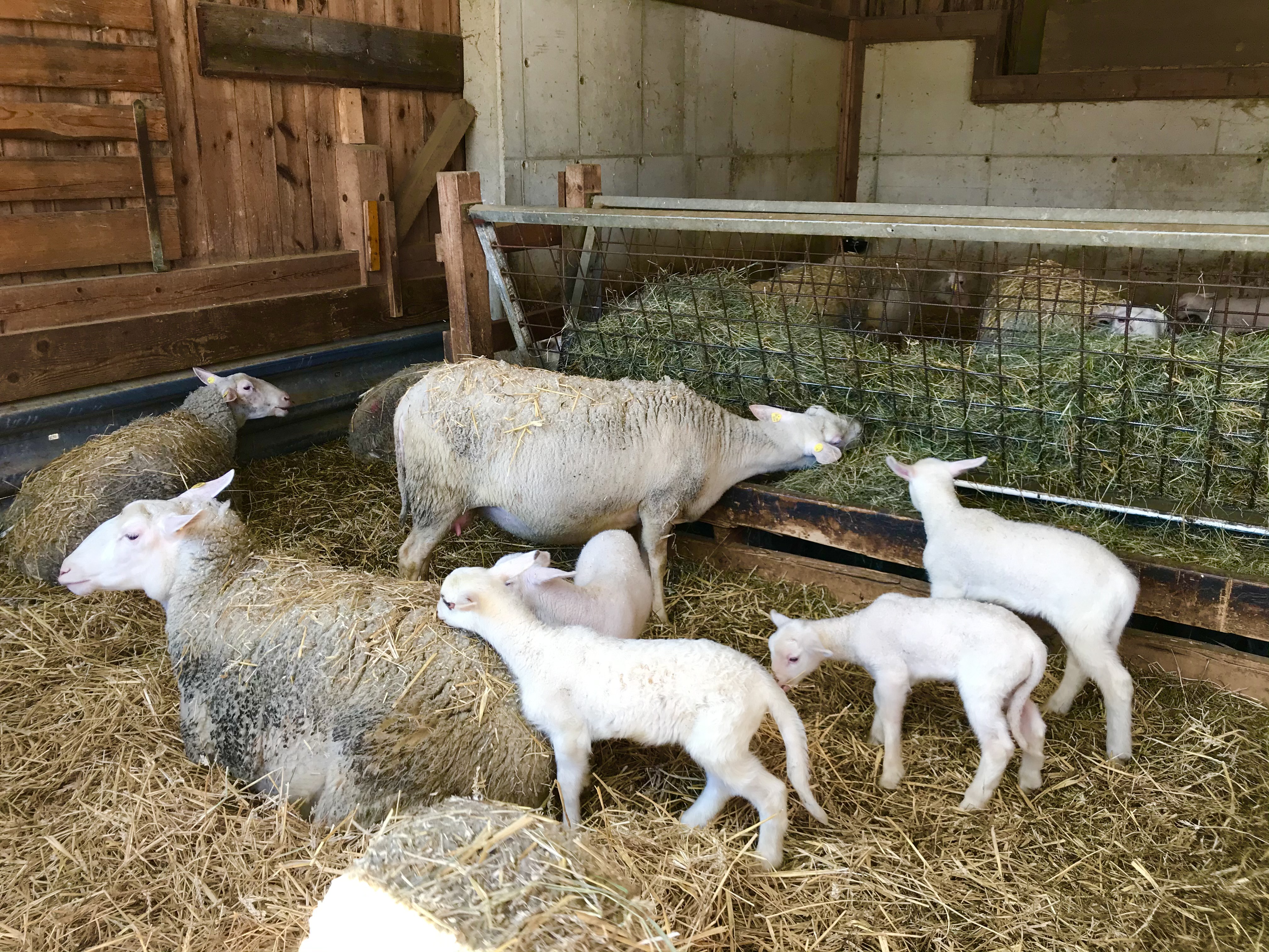 Händler - PLZ 2514 (Österreich) - Waldviertler Dorfladen
