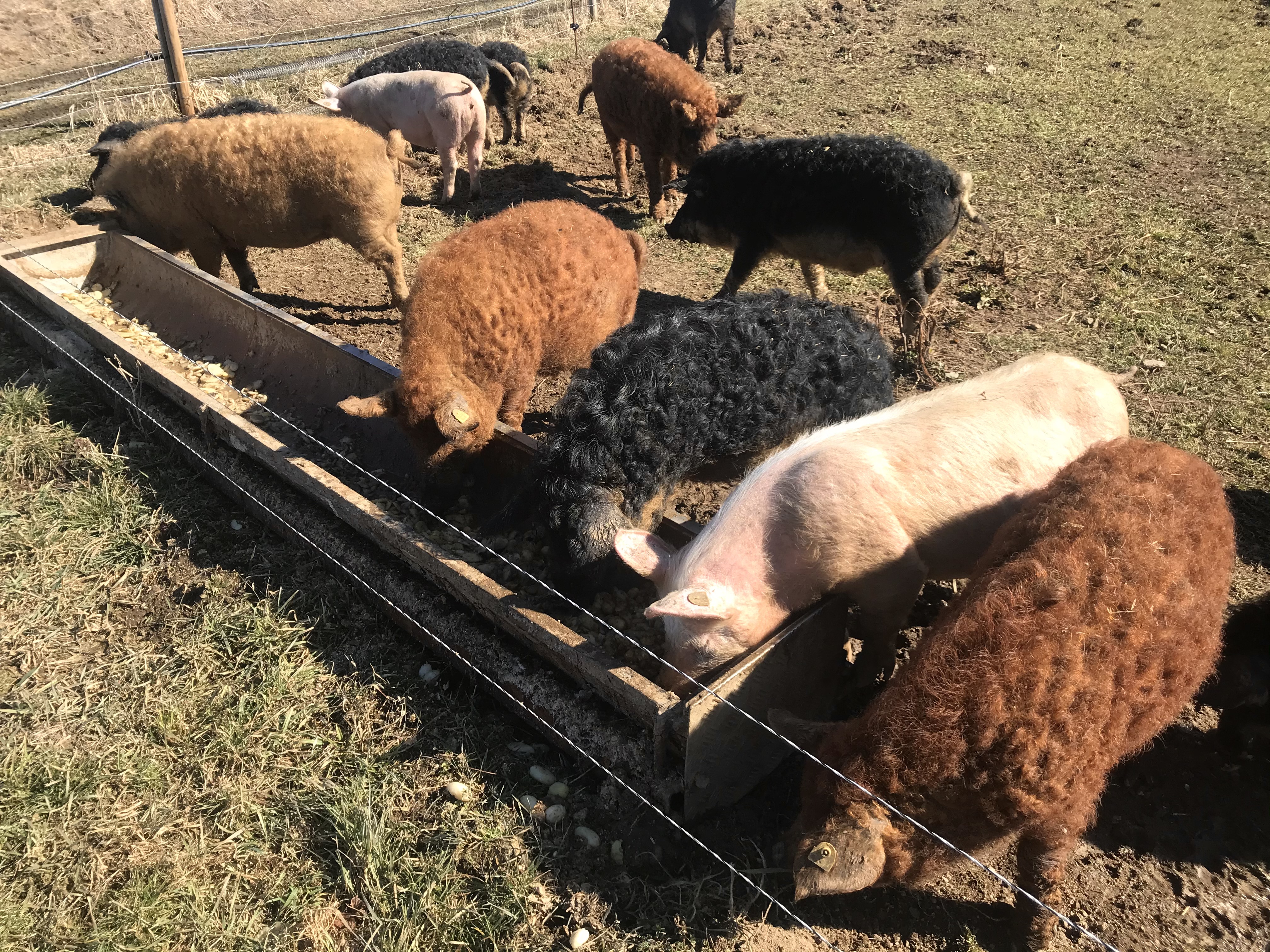 Unternehmen: Waldviertler Dorfladen