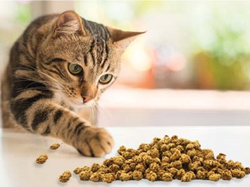 Fedor® Tiernahrung Produkt-Beispiele Fedor® cat Kit-balls