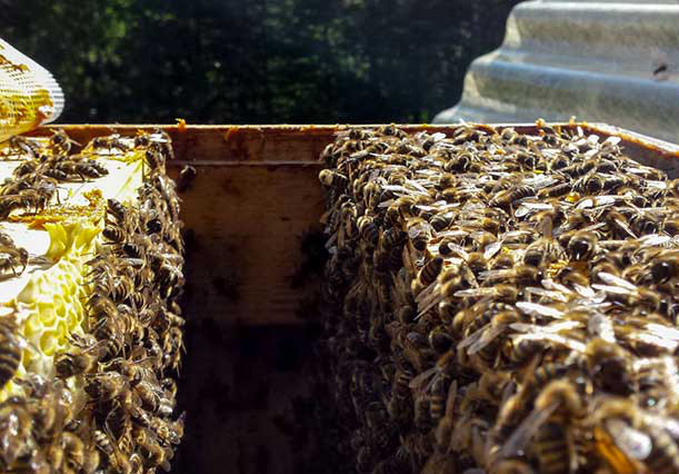 Artikel: Bio Waldhonig 500g von Bio-Imkerei Kordesch