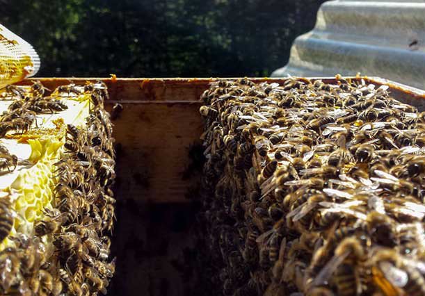 Händler - Brandenberg - Bio Waldhonig 100g von Bio-Imkerei Kordesch