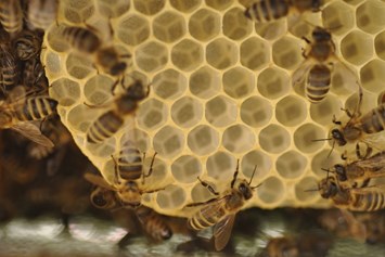 Artikel: Bio Bienenwachs Drops 200g von Wiener Bezirksimkerei