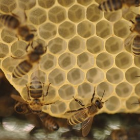 Artikel: Bio Bienenwachs Drops 200g von Wiener Bezirksimkerei