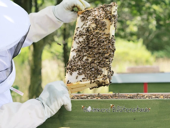 Artikel: Bio Blütencremehonig 250g von Bio-Imkerei Blütenstaub