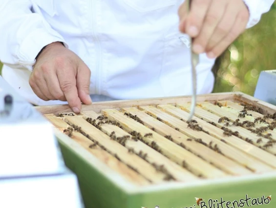 Artikel: Bio Blütencremehonig 250g von Bio-Imkerei Blütenstaub