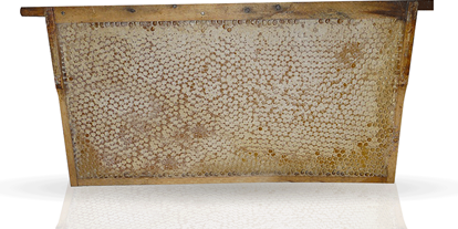 Händler - Bio Wabenhonig komplett mit Rähmchen direkt aus dem Bienenstock (Wildausbau) von Bio-Imkerei Blütenstaub