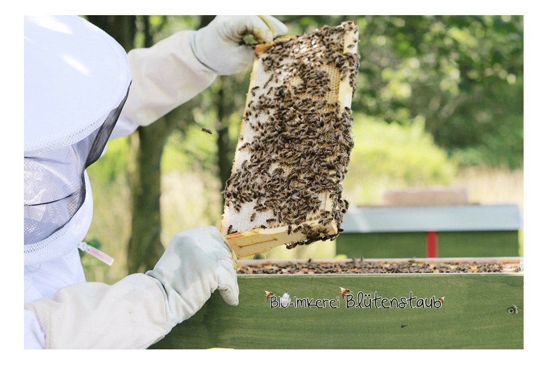 Artikel: Bio Wabenhonig komplett mit Rähmchen direkt aus dem Bienenstock (Wildausbau) von Bio-Imkerei Blütenstaub