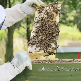 Artikel: Ostergeschenkkarton Honig (L) mit feinsten Bio Honig von Bio-Imkerei Blütenstaub