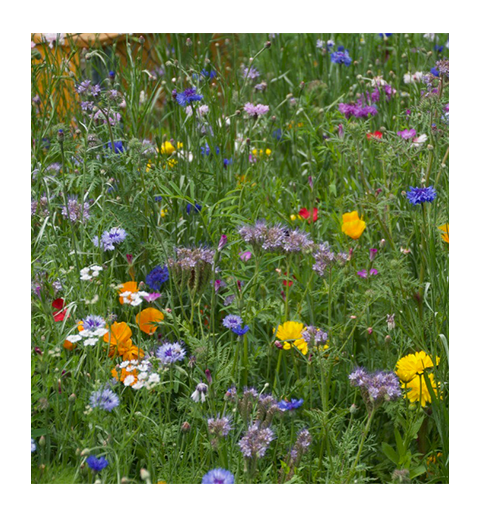 Händler - Österreich - Blumenwiese "Bunte Naturwiese" 5kg von Grünland Qualitätssaatgut