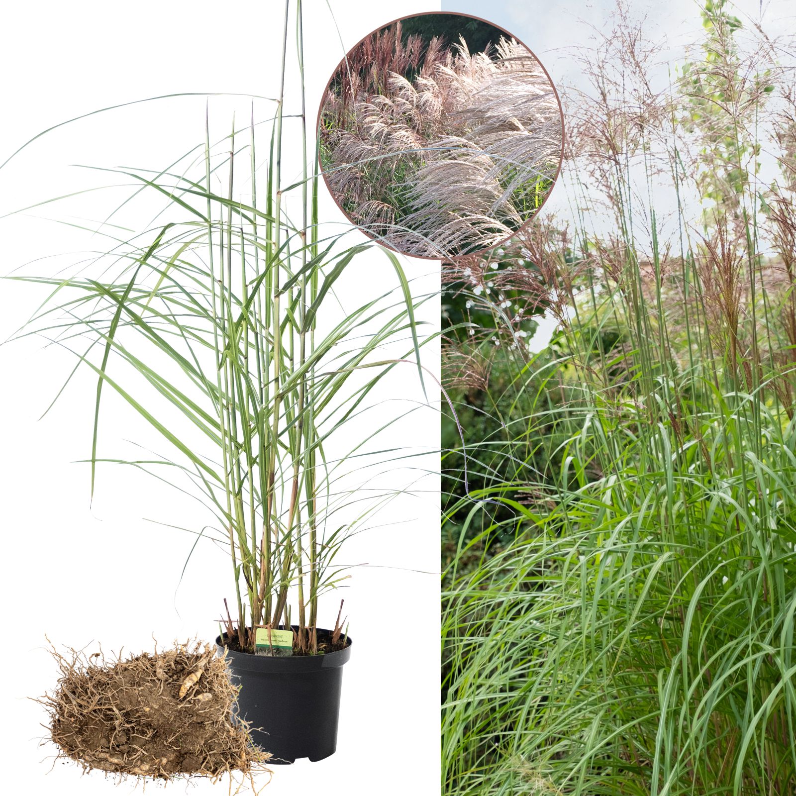 Händler - Oberhofen am Irrsee - Miscanthus Malepartus im Ballen (Frühling), im Topf (Sommer), Details der Blüten - Chinaschilf Miscanthus Malepartus