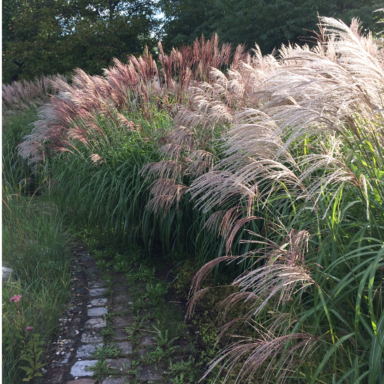 Händler - Oberhofen am Irrsee - Miscanthus Malepartus als Sichtschutz-Hecke im Garten - Chinaschilf Miscanthus Malepartus