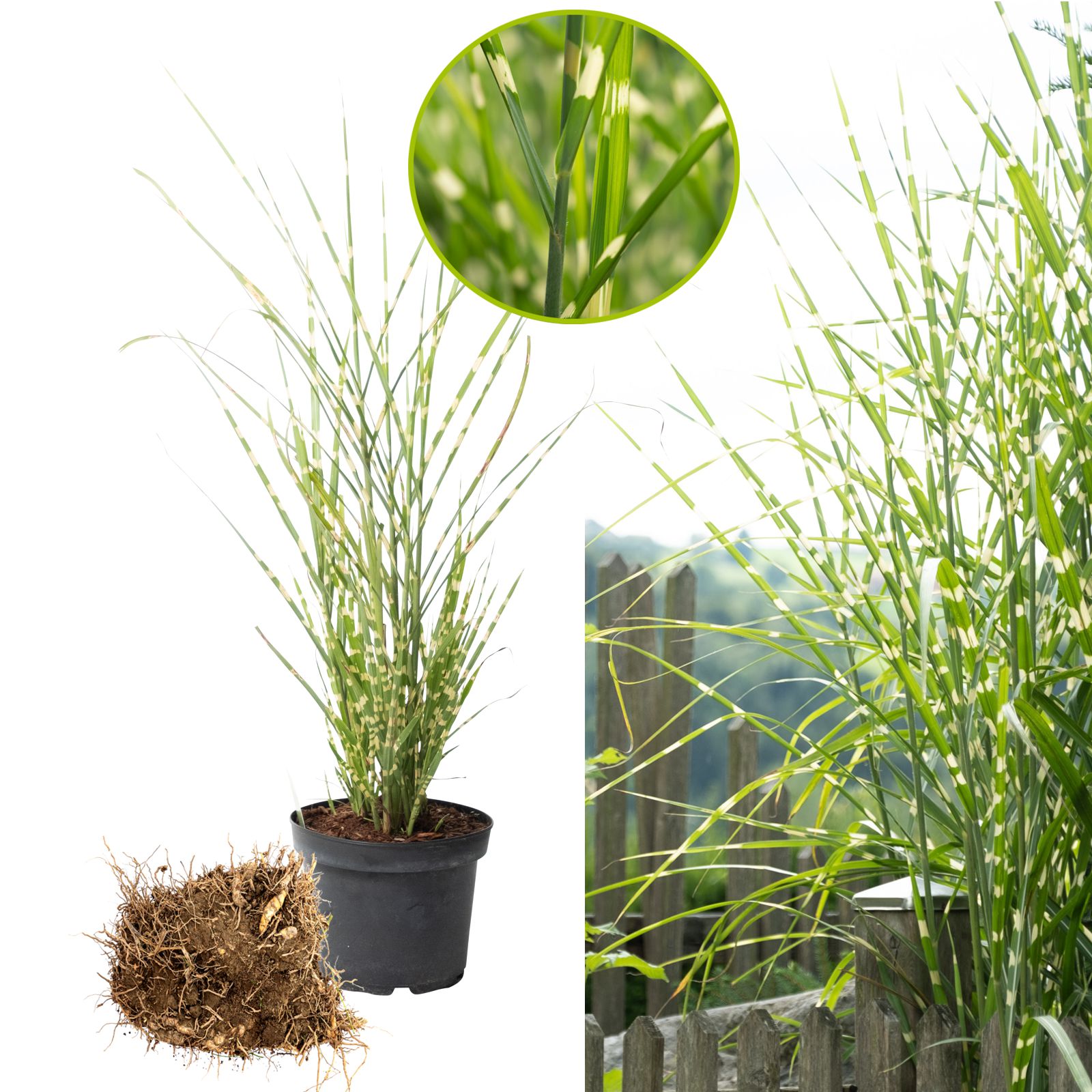 Händler - Oberhofen am Irrsee - Detail des gestreiften Laubes, Pflanzballen (Frühling) Topf (Sommer) - Chinaschilf Miscanthus Strictus