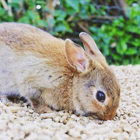 Artikel: 6mm Pellets ideal für Kaninchen - Miscanthus Einstreu Pellets