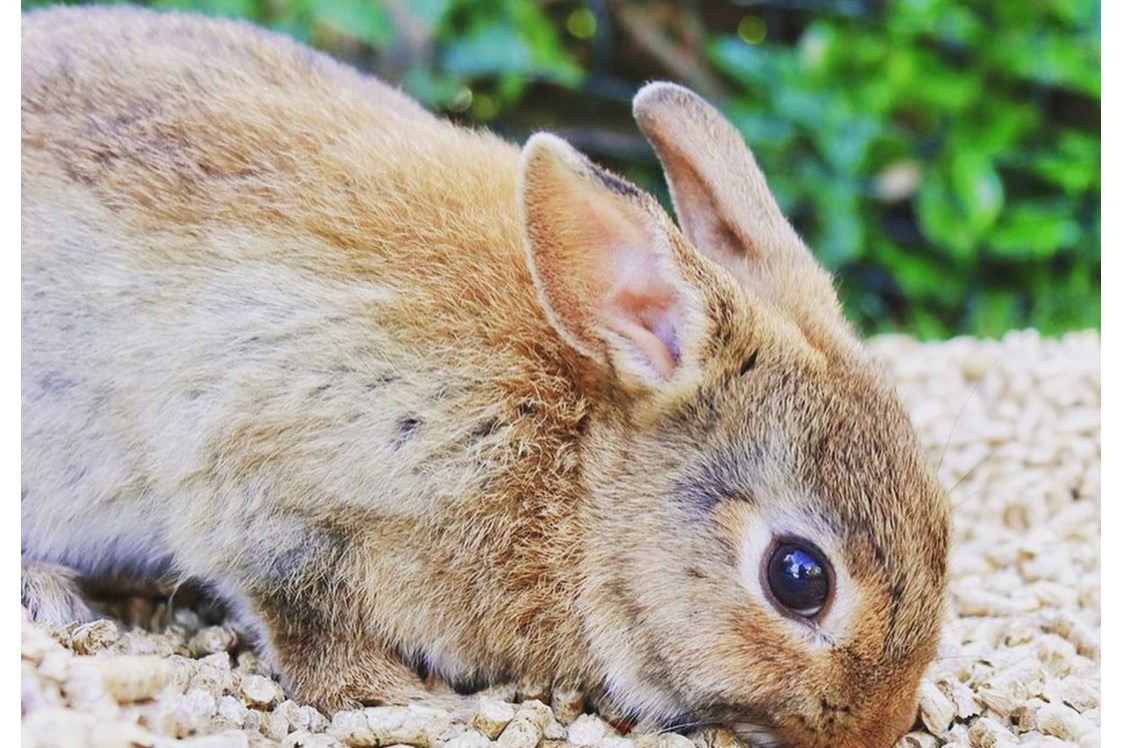 Artikel: 6mm Pellets ideal für Kaninchen - Miscanthus Einstreu Pellets