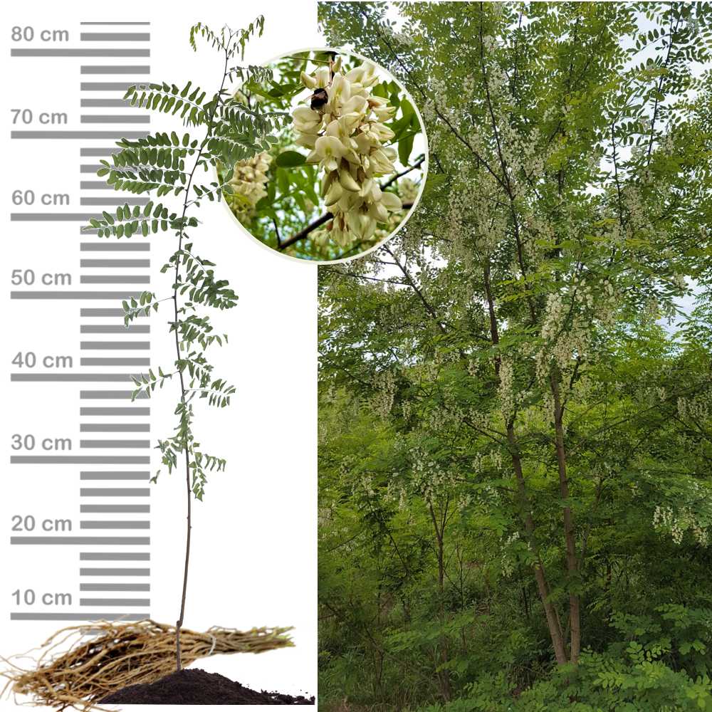 Händler - Oberhofen am Irrsee - Robinie, wurzelnakt, Blütendetails und Wuchs - Robinien