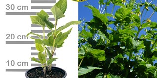 Händler - Silphie im 2-3lt Topf, Blüte und Wuchs - Durchwachsene Silphie - Silphium perfoliatum
