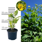 Artikel: Silphie im 2-3lt Topf, Blüte und Wuchs - Durchwachsene Silphie - Silphium perfoliatum
