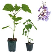 regionale Produkte: Paulownia Shandong im Topf, verschiedene Höhen, inkl Blütendetails - Paulownia - Blauglockenbaum, Kiribaum, Kaiserbaum