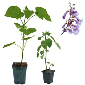 Artikel: Paulownia Shandong im Topf, verschiedene Höhen, inkl Blütendetails - Paulownia - Blauglockenbaum, Kiribaum, Kaiserbaum