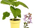 Artikel: Paulownia NordMax21 im Tiof, inkl Blütendetails - Paulownia - Blauglockenbaum, Kiribaum, Kaiserbaum