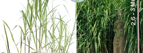 Artikel: Miscanthus giganteus Pflanzeware im Topf in 3 Größen - Miscanthus giganteus - Elefantengras - Wurzelballen/Topfware