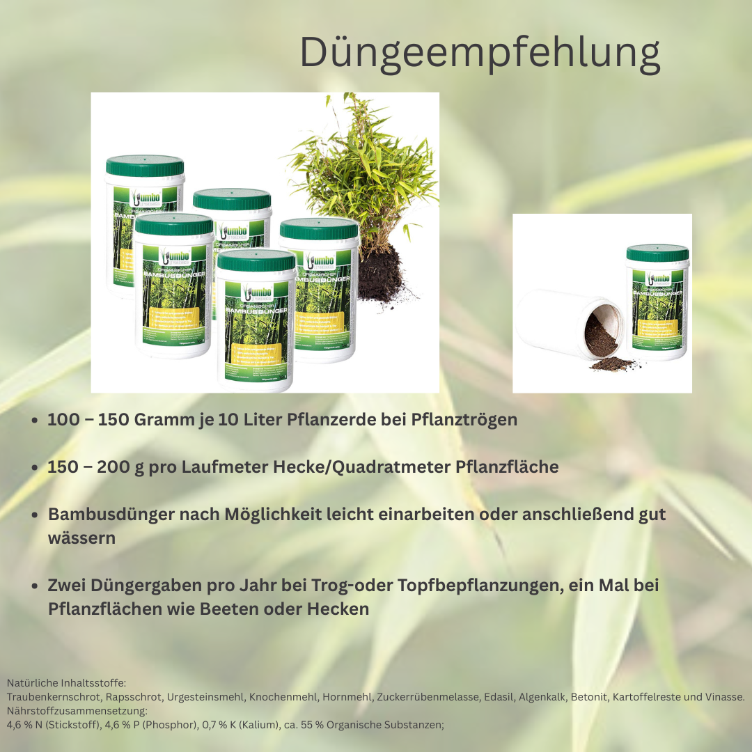 Artikel: Düngeempfehlung - Fargesia rufa - immergrüner Bambus, horstbildend