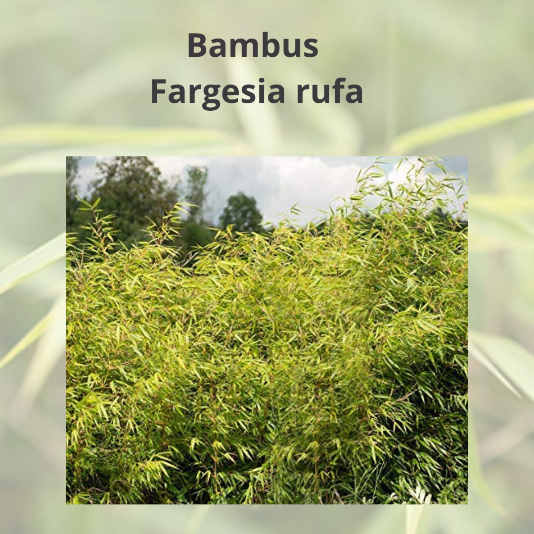 Artikel: Fargesia rufa - immergrüner Bambus, horstbildend