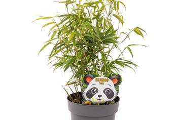 Artikel: immergrüner Bambus im Topf - Fargesia rufe - immergrüner Bambus, horstbildend