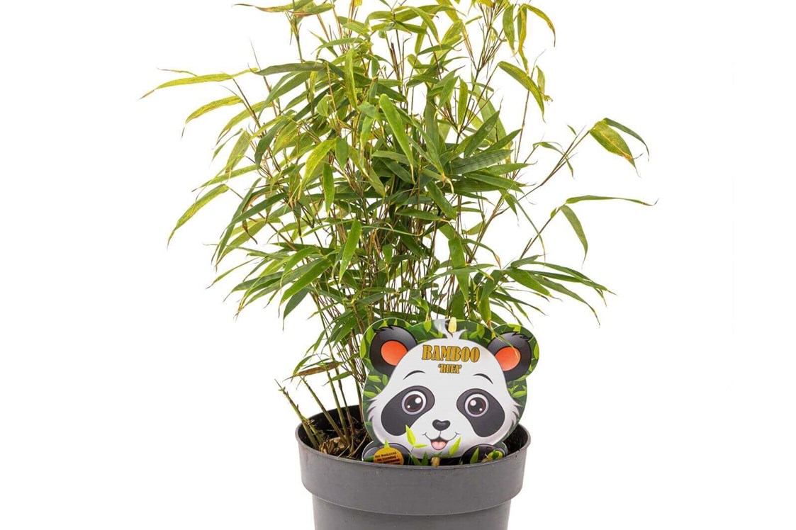 Artikel: immergrüner Bambus im Topf - Fargesia rufe - immergrüner Bambus, horstbildend