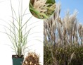 Artikel: Miscanthus Große Fontaine, Topfpflanze, Ballenware, Blütendetail, Wuchs - Chinaschilf Miscanthus Große Fontaine