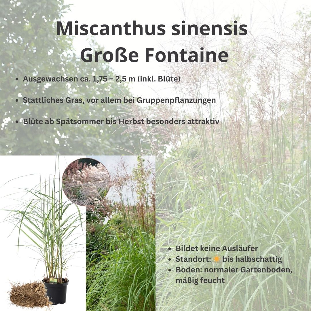 Händler - Oberhofen am Irrsee - Der Service Gärtner Chinaschilf Miscanthus Große Fontaine