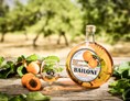 Unternehmen: Bailoni Erste Wachauer Marillen-Destillerie