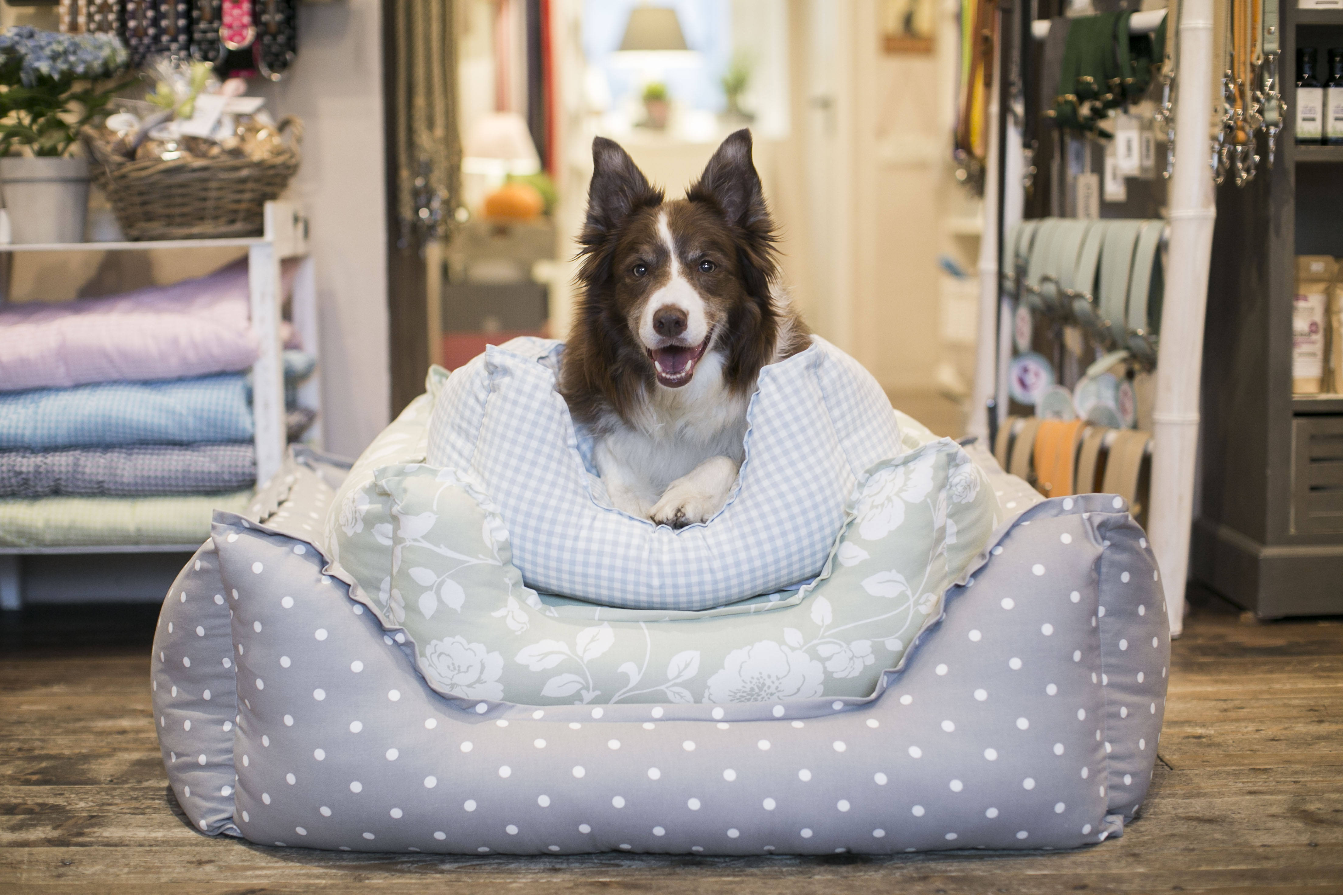 Händler - Brunn am Gebirge - Paulis Hundeausstatter 