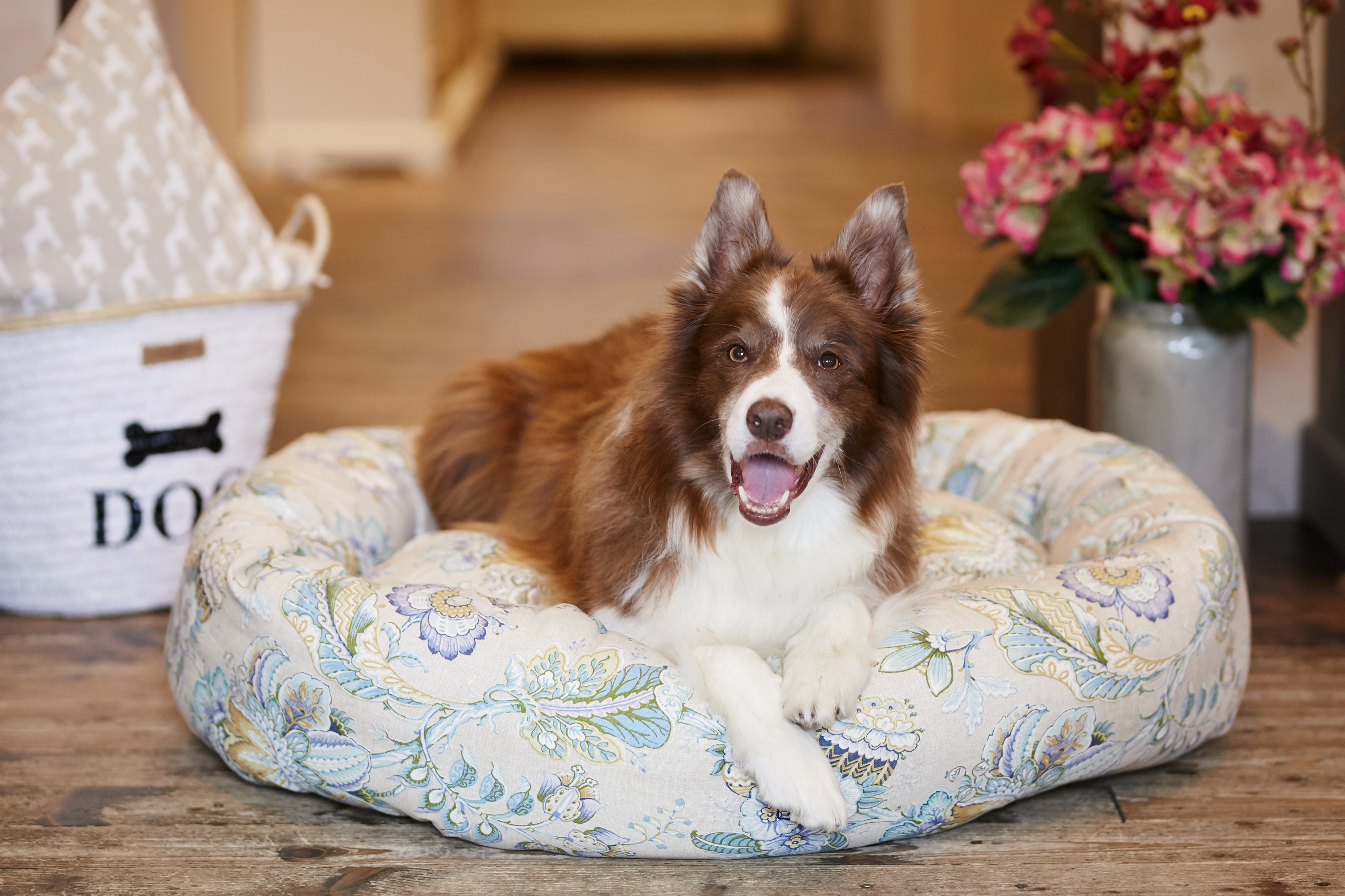 Händler - Brunn am Gebirge - Paulis Hundeausstatter 