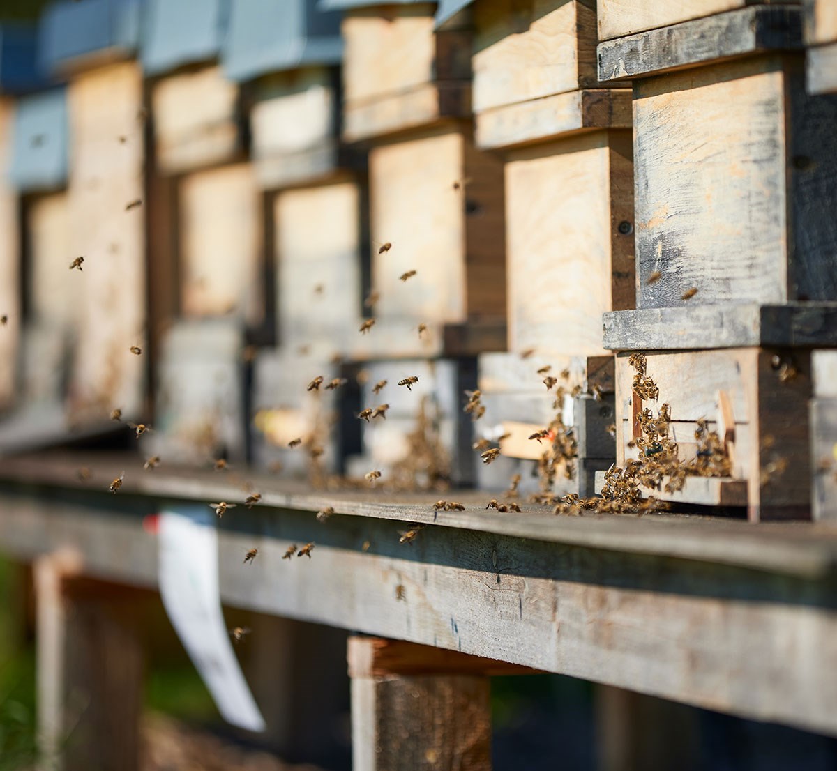 Bio Imkerei Bramreither - Bio Honig und weitere Bienenprodukte aus dem Mühlviertel Produkt-Beispiele Bienenpatenschaften