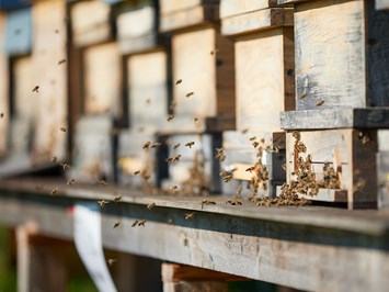 Bio Imkerei Bramreither - Bio Honig und weitere Bienenprodukte aus dem Mühlviertel Produkt-Beispiele Bienenpatenschaften
