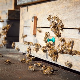 Direktvermarkter: Bio Imkerei Bramreither - Bio Honig und weitere Bienenprodukte aus der Region Mühlviertel - Bio Imkerei Bramreither - Bio Honig und weitere Bienenprodukte aus dem Mühlviertel