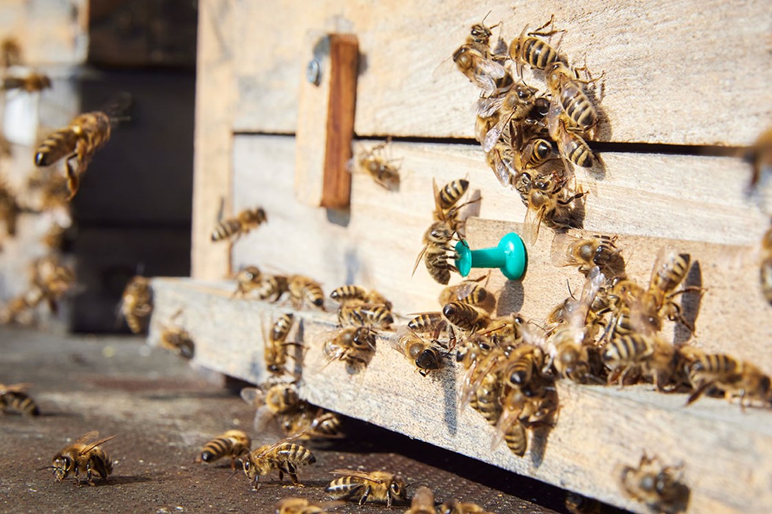 Direktvermarkter: Bio Imkerei Bramreither - Bio Honig und weitere Bienenprodukte aus der Region Mühlviertel - Bio Imkerei Bramreither - Bio Honig und weitere Bienenprodukte aus dem Mühlviertel