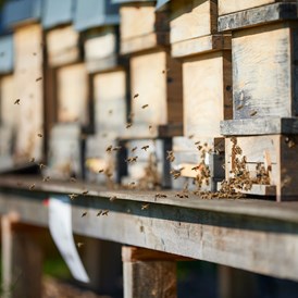 Direktvermarkter: Bio Imkerei Bramreither - Bio Honig und weitere Bienenprodukte aus der Region Mühlviertel - Bienenpatenschaften - Bio Imkerei Bramreither - Bio Honig und weitere Bienenprodukte aus dem Mühlviertel