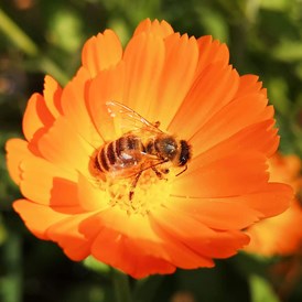 Direktvermarkter: Bio Imkerei Bramreither - Bio Honig und weitere Bienenprodukte aus der Region Mühlviertel - Bienenpatenschaften - Bestäubungsleistung - Bio Imkerei Bramreither - Bio Honig und weitere Bienenprodukte aus dem Mühlviertel