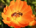 Direktvermarkter: Bio Imkerei Bramreither - Bio Honig und weitere Bienenprodukte aus der Region Mühlviertel - Bienenpatenschaften - Bestäubungsleistung - Bio Imkerei Bramreither - Bio Honig und weitere Bienenprodukte aus dem Mühlviertel