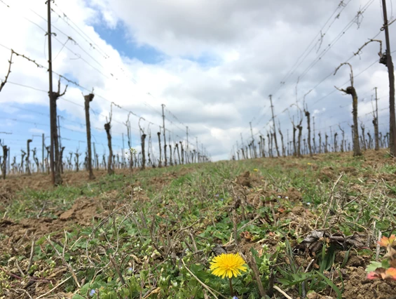 Unternehmen: Bio Weinbau AMON
